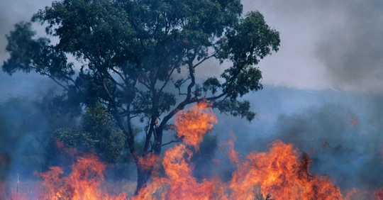 wildfire burning up tree