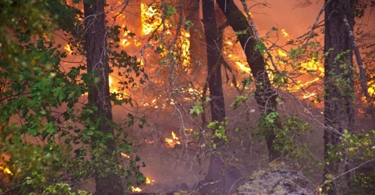 Wildfire burning in a forest of trees
