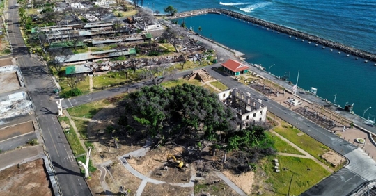 Maui wildfires aftermath