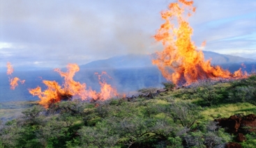 Maui Lahaina Fire
